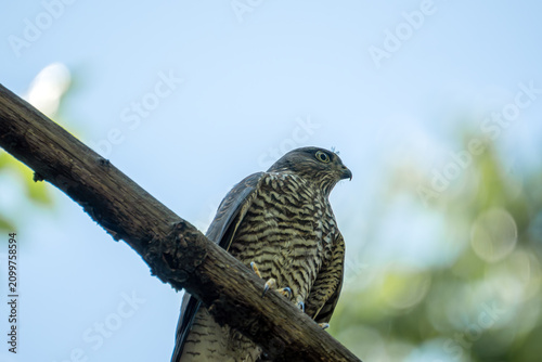Foto A young juvenile Eurasian sparrowhawk (Accipiter nisus) sits on a thick tree branch against a bright sky, looking focused