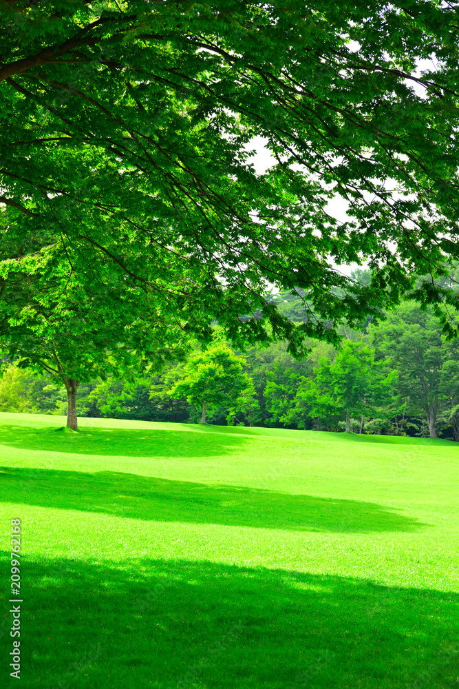 Obraz premium 緑の公園の芝生と木々