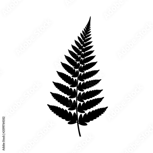 Obraz na plátne Detailed black fern leaf silhouette against white background.