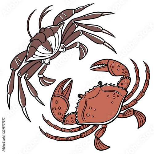 Foto Two detailed crabs in brown and reddish tones, hand drawn of marine crustaceans