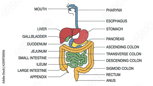 Bild auf Leinwand Human Digestive System Anatomy Diagram