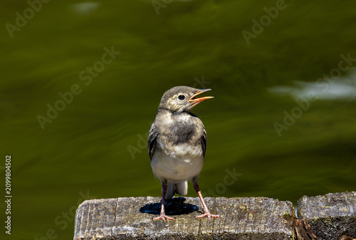Obraz na plátne A juvenile White Wagtail (Motacilla alba) sitting on a plank while sitting with
