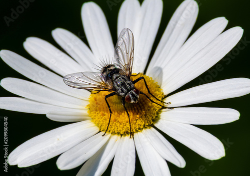 Tableau sur toile Close-up of a fly sitting on a daisy flower