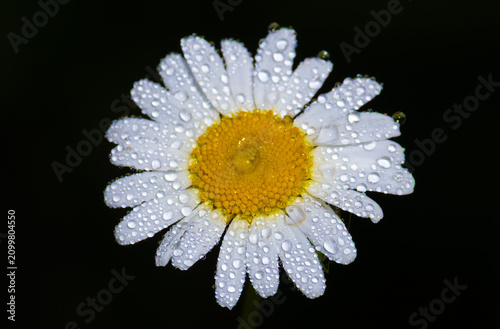 Canvastavla Macro shot of an Oxeye Daisy (Leucanthemum vulgare) with clear water droplets or