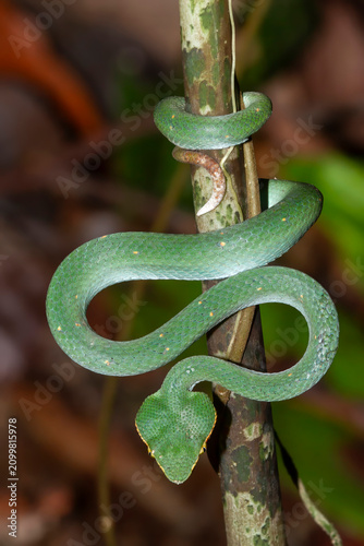 Tableau sur toile Bornean Keeled Viper in cryptic stance in wait for prey