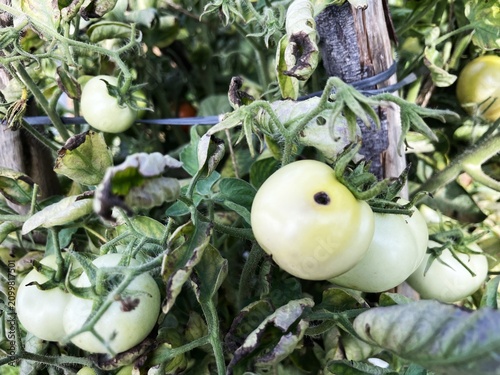 Cuadro en lienzo Tomato fruit borer, Helicoverpa armigers, bored holes damaging symptoms