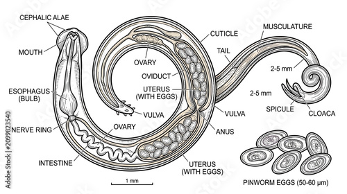 Photos Detailed Anatomy of a Parasitic Worm