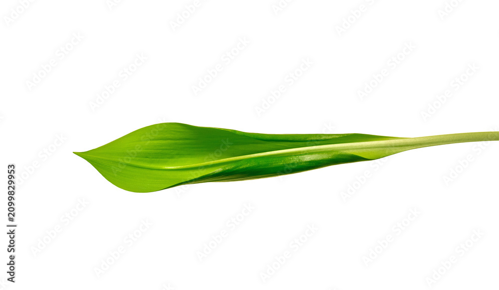 Fototapeta premium Vibrant Green Leaf Isolated on White Background