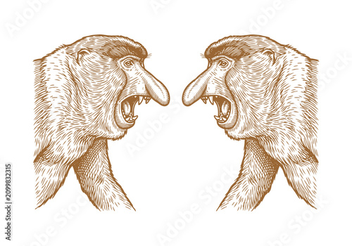 Photography Vintage Proboscis Monkey Vector Illustration Hand Drawn Borneo Primate Wildlife