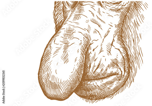 Canvas Print Vintage Proboscis Monkey Vector Illustration Hand Drawn Borneo Primate Wildlife