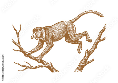 Canvas Print Vintage Proboscis Monkey Vector Illustration Hand Drawn Borneo Primate Wildlife