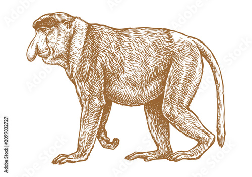 Photography Vintage Proboscis Monkey Vector Illustration Hand Drawn Borneo Primate Wildlife