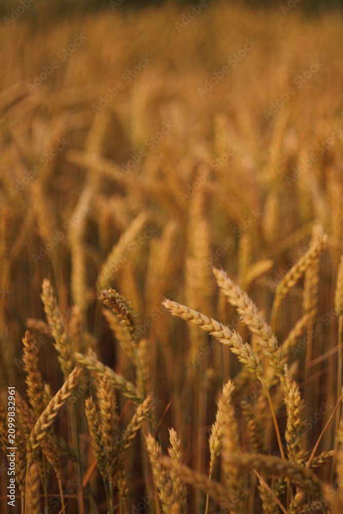 Obraz premium golden wheat field in summer