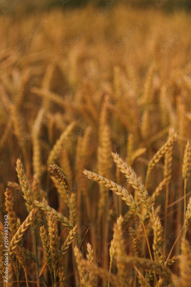 Obraz premium golden wheat field