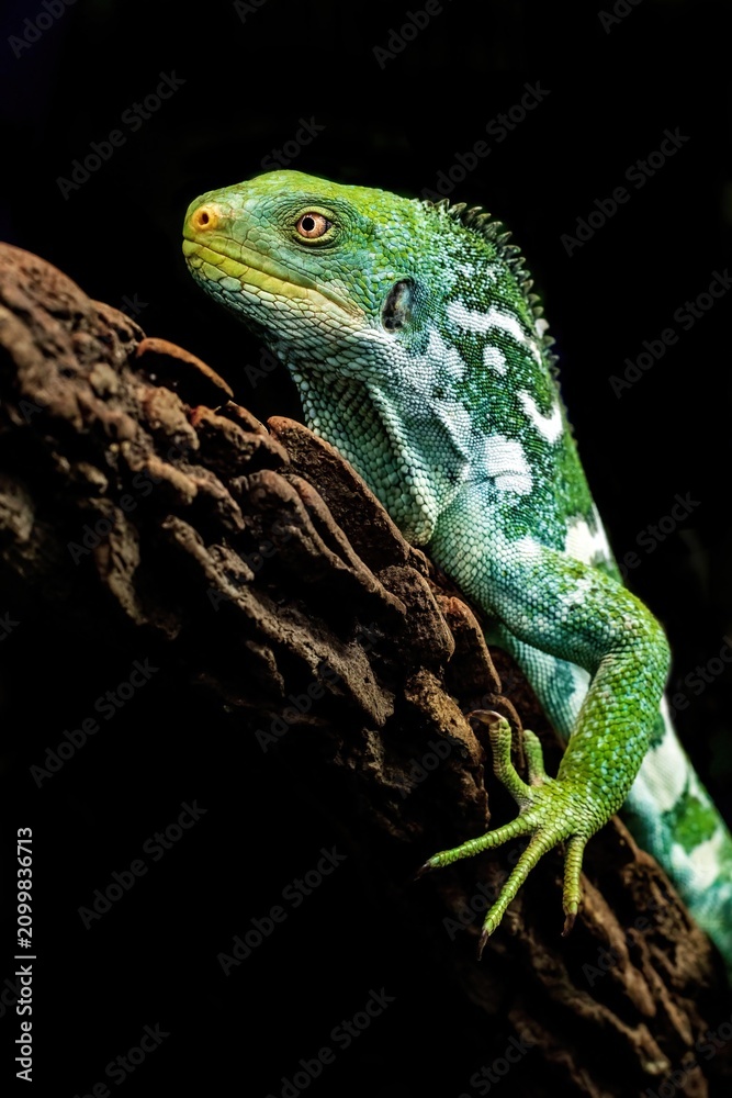 Fototapeta premium Green Tree Lizard Close Up on Dark Background with Copy Space