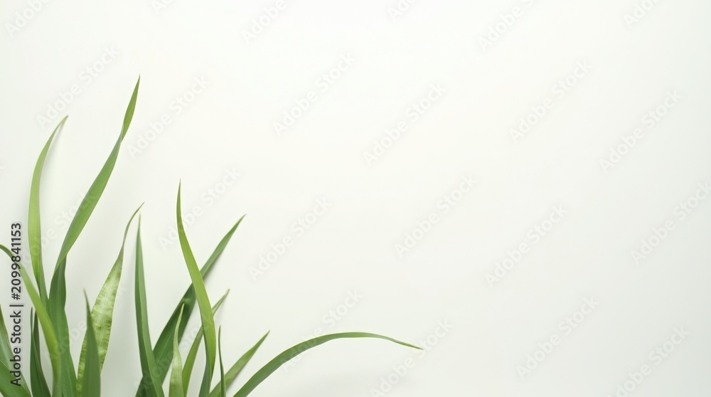 Fototapeta premium Green blades of grass on a simple white background with botanical, minimalist