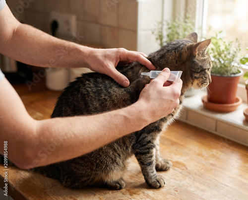 Pet owner applying flea tick prevention to cat at home