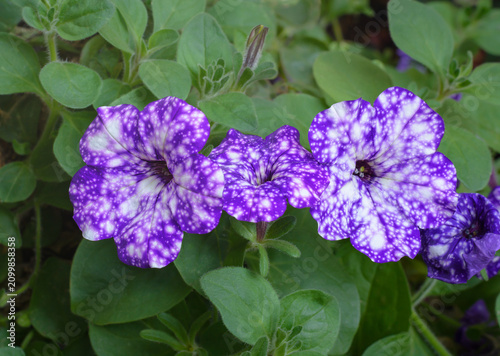 Several purple petunia flowers with white speckles on a background of dark green grass