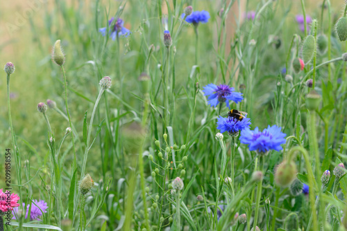 Bumblebee on a blue cornflower flower with a grassy background