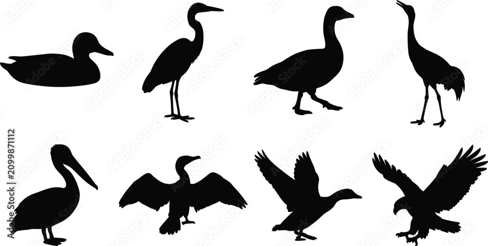 Fototapeta premium Water Bird Silhouette Collection with Ducks Herons Pelicans Eagles and Flying Bird Vector Set