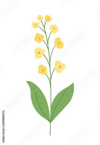 Beautiful garden and field flower with yellow flowers. Vector illustration hand drawn in a flat style. Isolated on a white background.