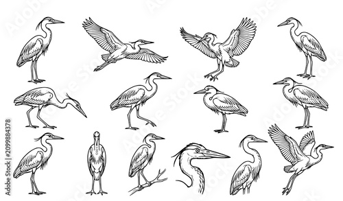 Foto Heron and water bird outline collection featuring standing flying walking and hu