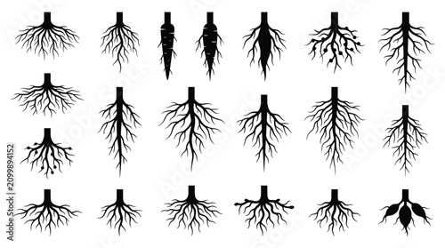 Tableau sur toile Various black plant root systems illustrated on white background for botanical o