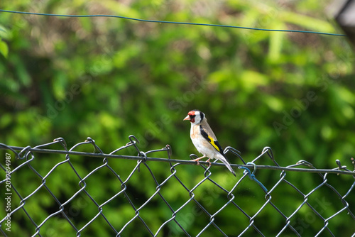 European goldfinch perched on a wire fence with a soft green background. Detailed wildlife image featuring one of Europe's most colorful songbirds.