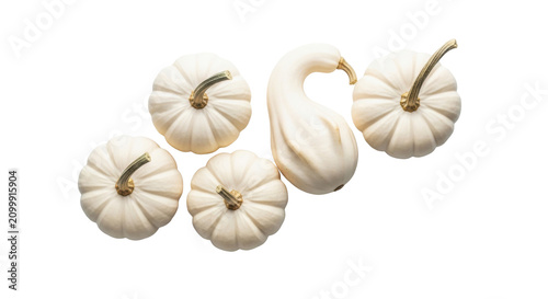 Miniature white pumpkins and gourds with brown stems in a minimalist flat lay composition on a transparent background. Concept of seasonal transition and elegance