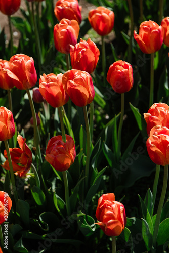 Sunlit Orange Tulips Blooming in Spring Garden