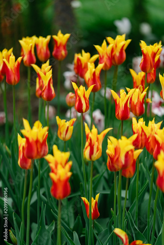Vibrant Red and Yellow Tulips Blooming in a Spring Garden