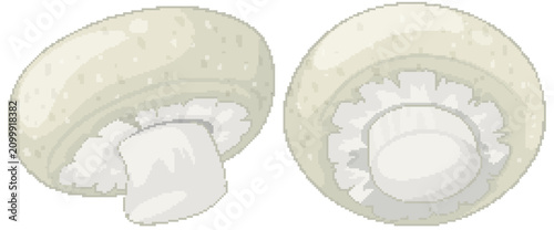 Vector Illustration of Fresh White Button Mushrooms on White Background