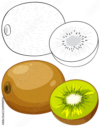 Whole and Sliced Kiwi Fruit Vector Illustration with Line Art Version