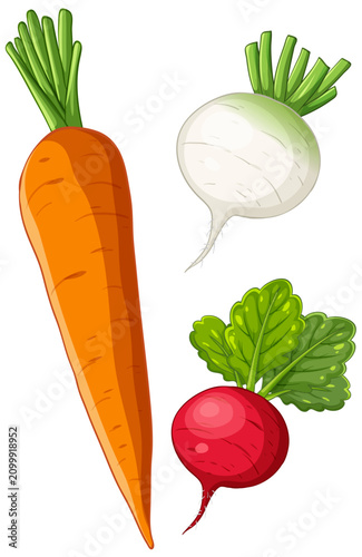 Vector Illustration of Fresh Carrot Radish and Turnip Root Vegetables