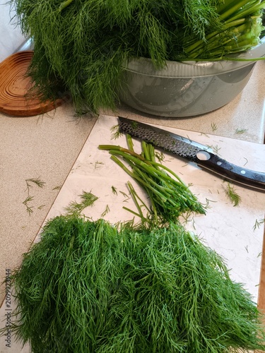 Fresh Dill Ready for Freezer Storage. Bundles of fresh dill prepared in a home kitchen before freezing. Traditional method of preserving herbs to enjoy fresh flavors throughout winter.