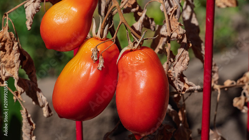 Overripe roma tomatoes hang on a drying garden vine