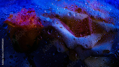 Obraz na plátne Macro photo of rose blossoms under a transparent film covered with water droplets