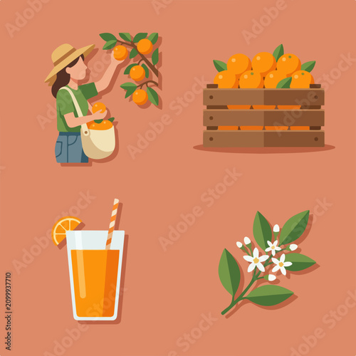 Woman Picking Oranges in Summer.