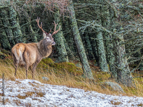Photography A deer in the mountains in winter with falling snow