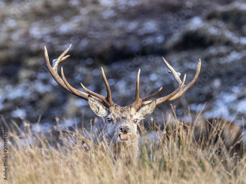 Photography A deer in the mountains in winter with falling snow