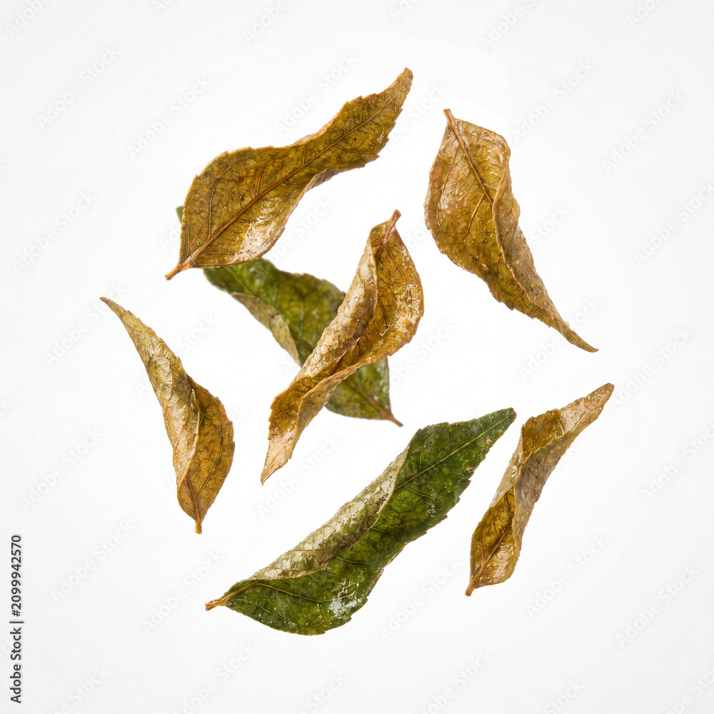Fototapeta premium Fried Curry Leaves Scattered, Isolated on White Background (AI Generated)