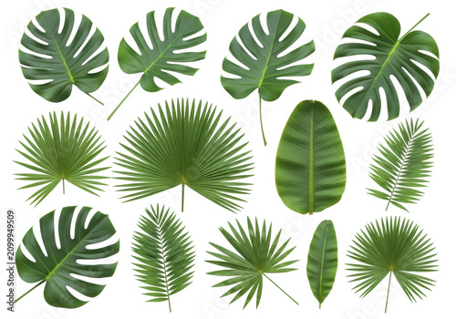 A flat lay of various vibrant green tropical palm leaves like monstera and areca on a transparent background with copy space. Concept of natural beauty and design