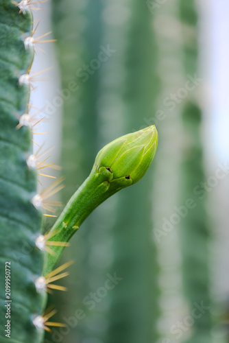Close-up shot of a green flower bud growing from a giant Peruvian apple cactus or Cereus repandus column trunk. Macro photography of exotic succulent plant in daytime light.