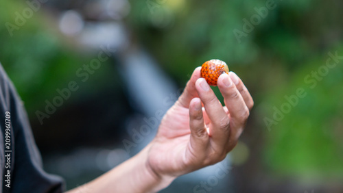 Ripe rattan fruit (Manau, hoe, jernang, buah ular, Littuko) on the tree. The rattan fruit is edible, the texture is like lychee fruit