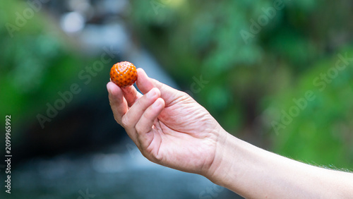 Ripe rattan fruit (Manau, hoe, jernang, buah ular, Littuko) on the tree. The rattan fruit is edible, the texture is like lychee fruit