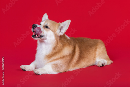 
Cute Corgi on a red background