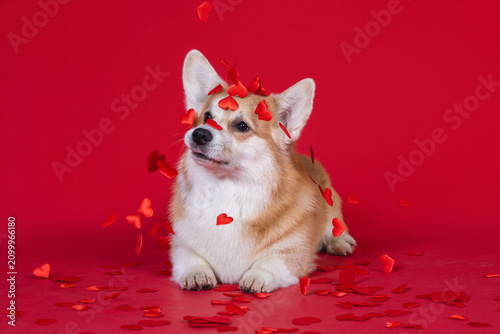 Cute Corgi on a red background with red hearts