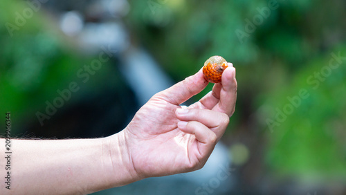 Ripe rattan fruit (Manau, hoe, jernang, buah ular, Littuko) on the tree. The rattan fruit is edible, the texture is like lychee fruit