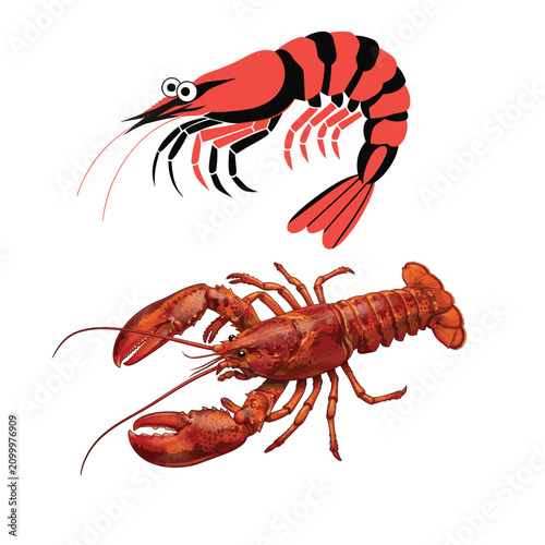 Shrimp lobstar Vector Illustration Isolated on White Background