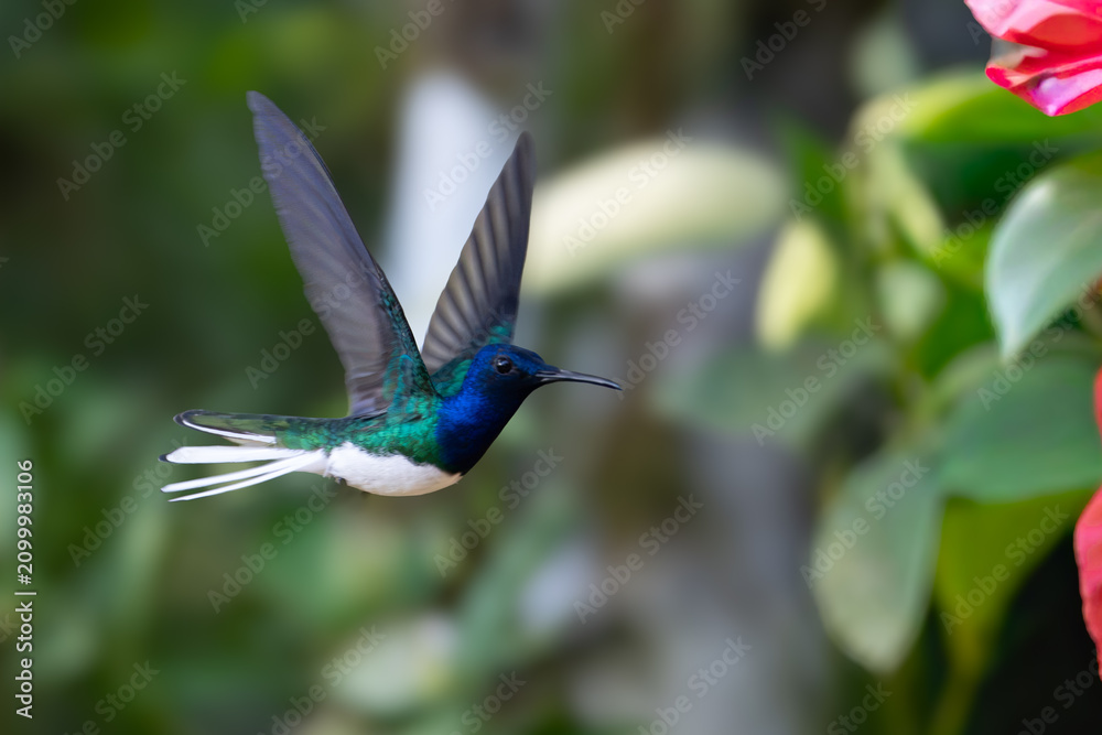 Obraz premium Florisuga mellivora White-necked jacobin Kolibřík bělokrký, Best Humminbird from Ecuador in the flight, wildlife from tropic jungle. Wildlife scene from nature. Hummingbird with flower, in flight.